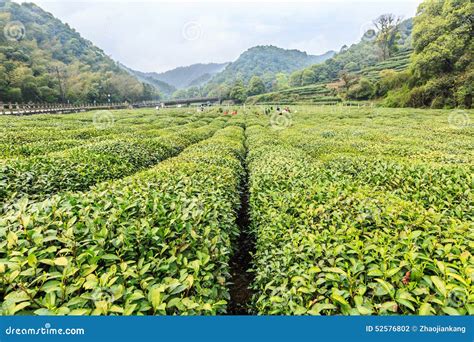 浙江的什麼最有名：從西湖到龍井，探尋浙江的獨特魅力